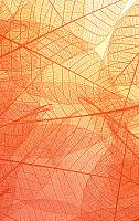 Leaf Os