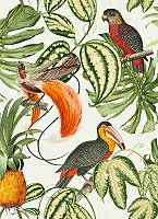 Paradisio Tropical 53cmx10,05m